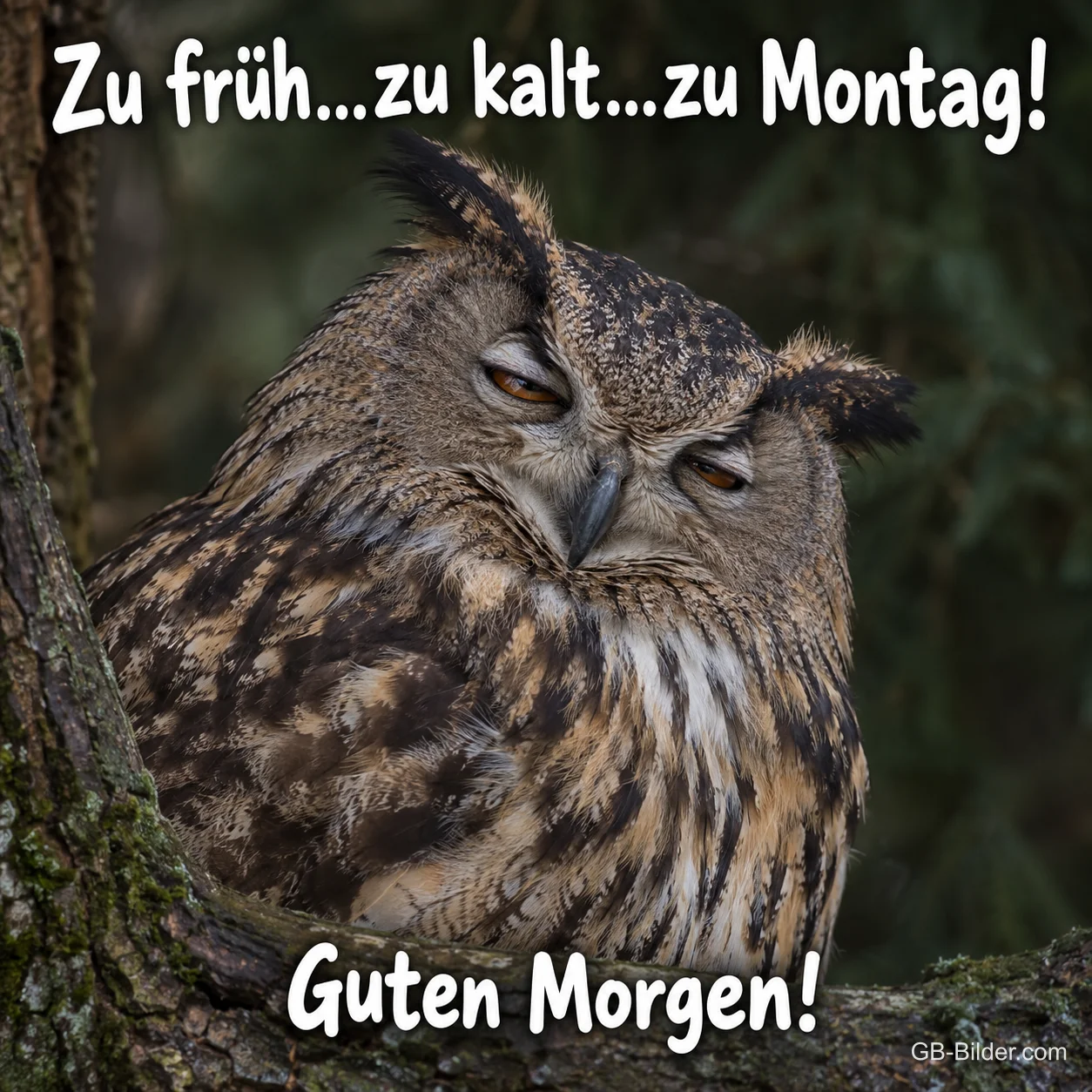 Müder Uhu mit halb geschlossenen Augen auf einem Ast, Text: Zu früh…zu kalt…zu Montag! Guten Morgen!