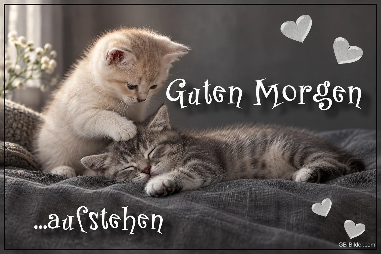 Kätzchen weckt ein schlafendes Kätzchen auf einer Decke, Text: Guten Morgen …aufstehen