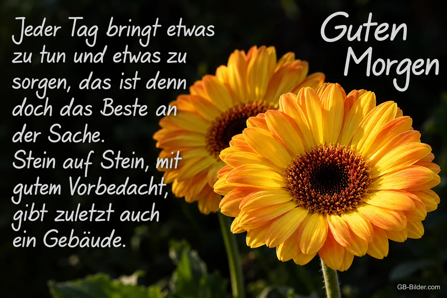 Zwei gelbe Gerbera vor dunklem Hintergrund, Text: Guten Morgen – Jeder Tag bringt etwas zu tun und etwas zu sorgen, das ist denn doch das Beste an der Sache. Stein auf Stein, mit gutem Vorbedacht, gibt zuletzt auch ein Gebäude.