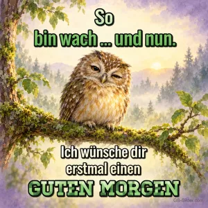 Verschlafener Waldkauz, Text: So bin wach