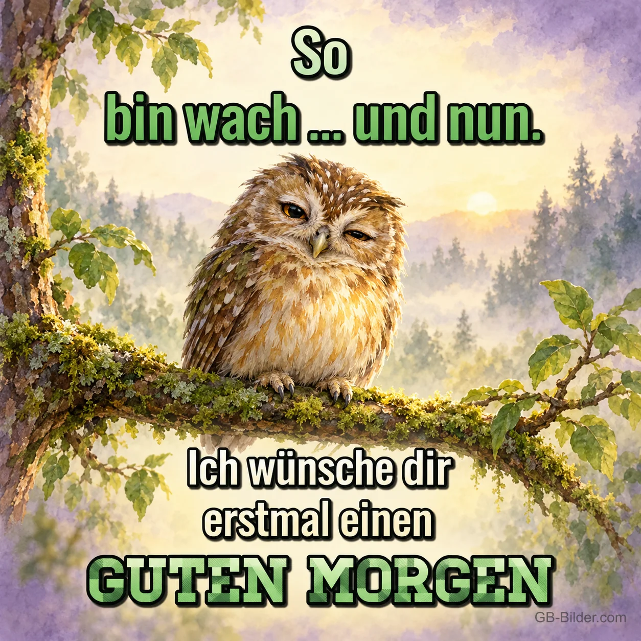 Verschlafener Waldkauz, Text: So bin wach