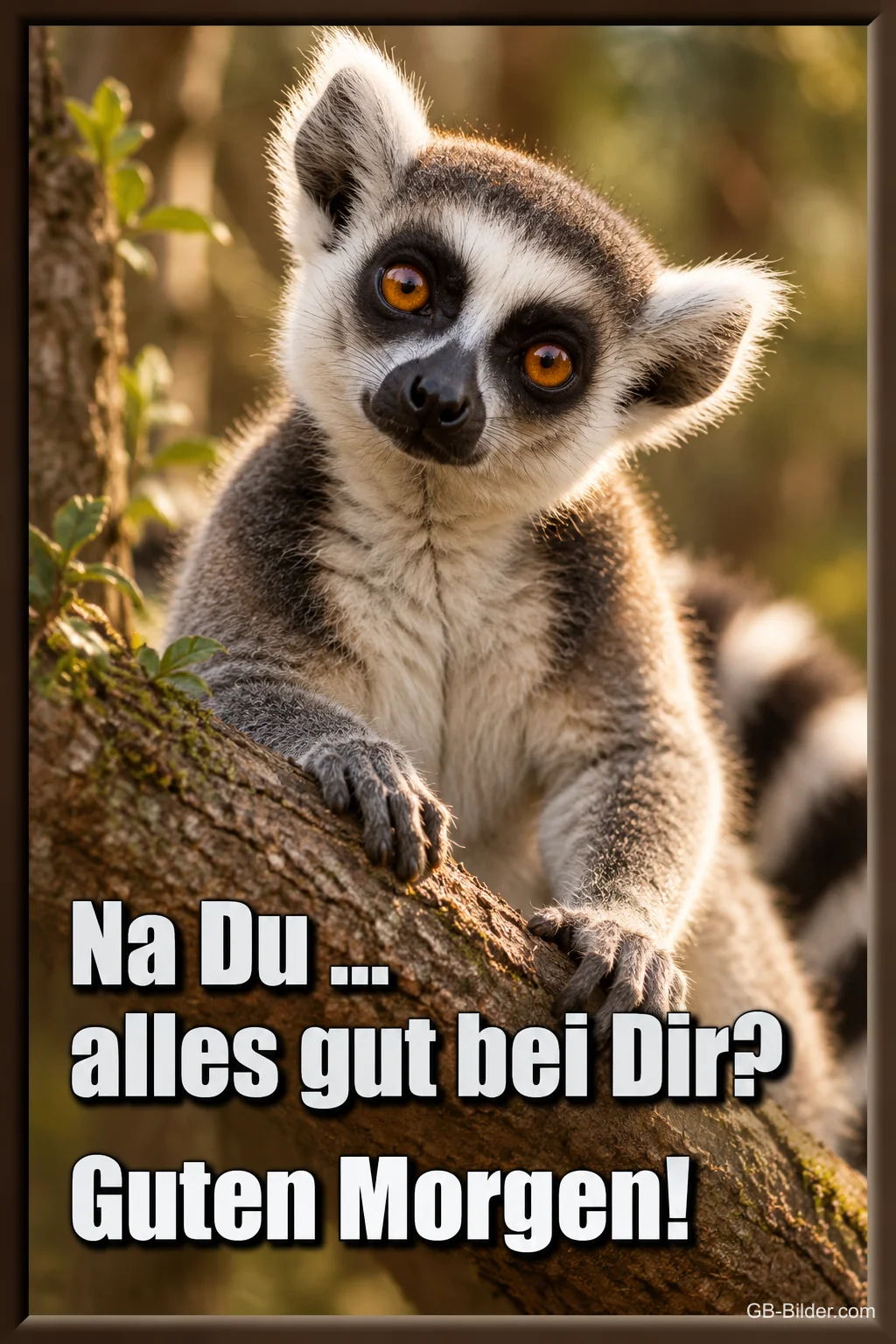 Neugieriger Katta auf einem Ast, Text: Na du … alles gut bei dir? Guten Morgen!