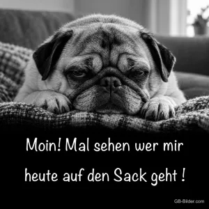 Grimmiger Mops in Schwarz-Weiß, Text: Moin! Mal sehen, wer mir heute auf den Sack geht!