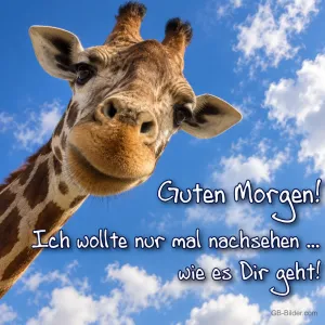 Neugierige Giraffe vor blauem Himmel, Text: Guten Morgen! Ich wollte nur mal nachsehen, wie es dir geht!