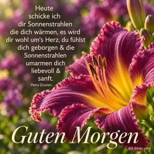 Lila Taglilie in der Morgensonne, Text: Heute schicke ich dir Sonnenstrahlen die dich wärmen, es wird dir wohl um’s Herz, du fühlst dich geborgen & die Sonnenstrahlen umarmen dich liebevoll & sanft. Guten Morgen – Petra Drumm