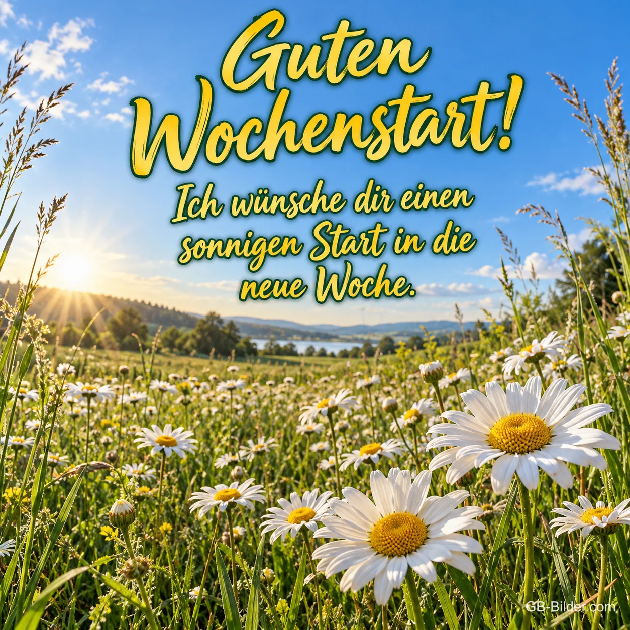 Margeriten auf einer sonnigen Sommerwiese, Text: Guten Wochenstart! – Ich wünsche dir einen sonnigen Start in die neue Woche.