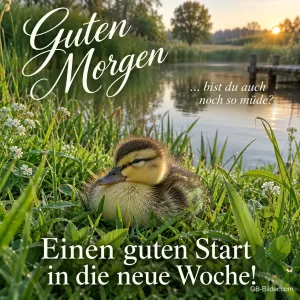 Entenküken döst im Gras am See, Text: Guten Morgen … bist du auch noch so müde? – Einen guten Start in die neue Woche!