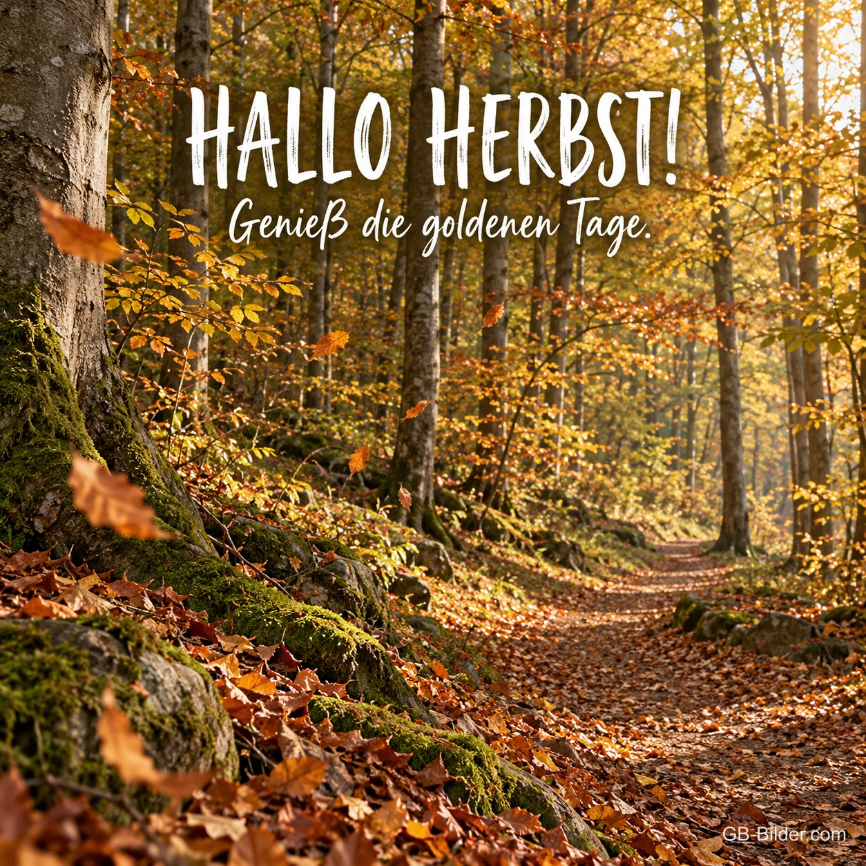 Waldweg im goldenen Buchenwald, Text: Hallo Herbst! Genieß die goldenen Tage. Waldweg im goldenen Buchenwald, Text: Hallo Herbst! Genieß die goldenen Tage.