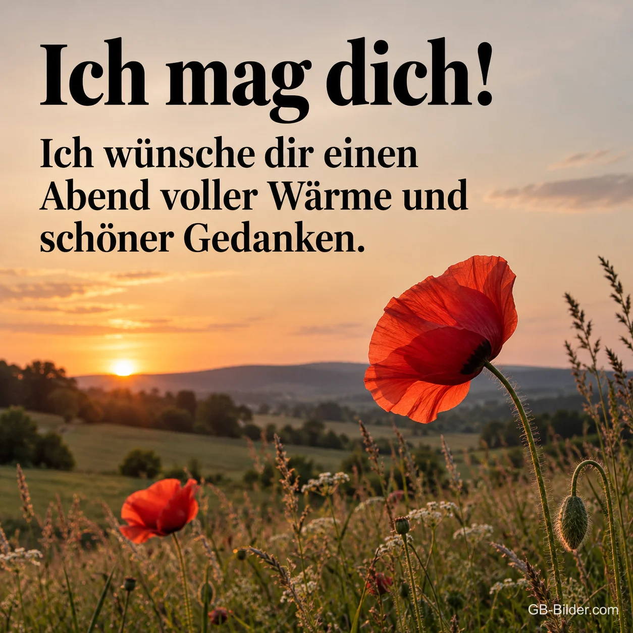 Mohnblume im Sonnenuntergang, Text: Ich mag dich! Mohnblume im Sonnenuntergang, Text: Ich mag dich!