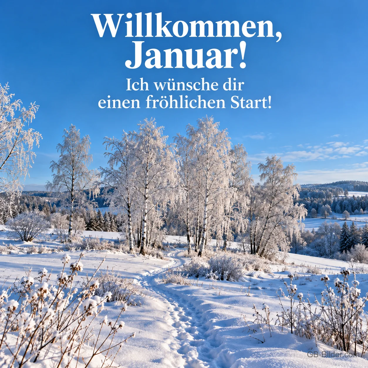 Bereifte Birken unter blauem Himmel, Text: Willkommen, Januar! Ich wünsche dir einen fröhlichen Start! Bereifte Birken unter blauem Himmel, Text: Willkommen, Januar! Ich wünsche dir einen fröhlichen Start!