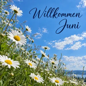 Margeriten vor blauem Sommerhimmel, Text: Willkommen Juni