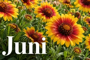 Rot-gelbe Kokardenblumen im Sommergarten, Text: Juni