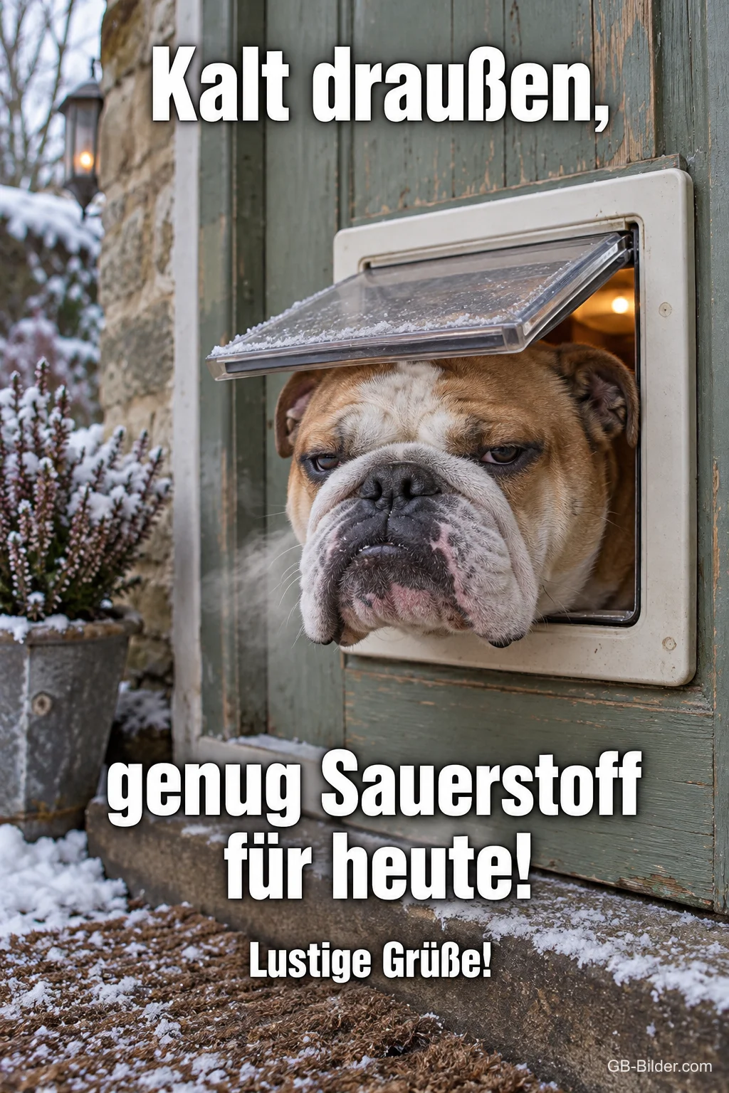 Bulldogge schaut mürrisch aus einer Katzenklappe in den Schnee, Text: Kalt draußen, – genug Sauerstoff für heute! Lustige Grüße!