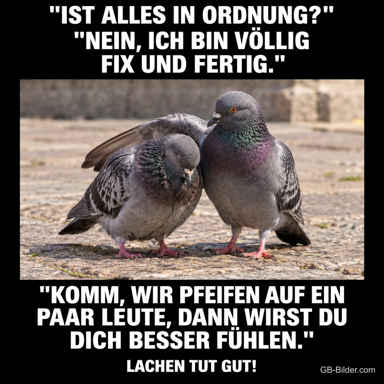Zwei Tauben stehen dicht beieinander auf dem Pflaster, Text: „Ist alles in Ordnung?“ „Nein, ich bin völlig fix und fertig.“ „Komm, wir pfeifen auf ein paar Leute, dann wirst du dich besser fühlen.“ Lachen tut gut!
