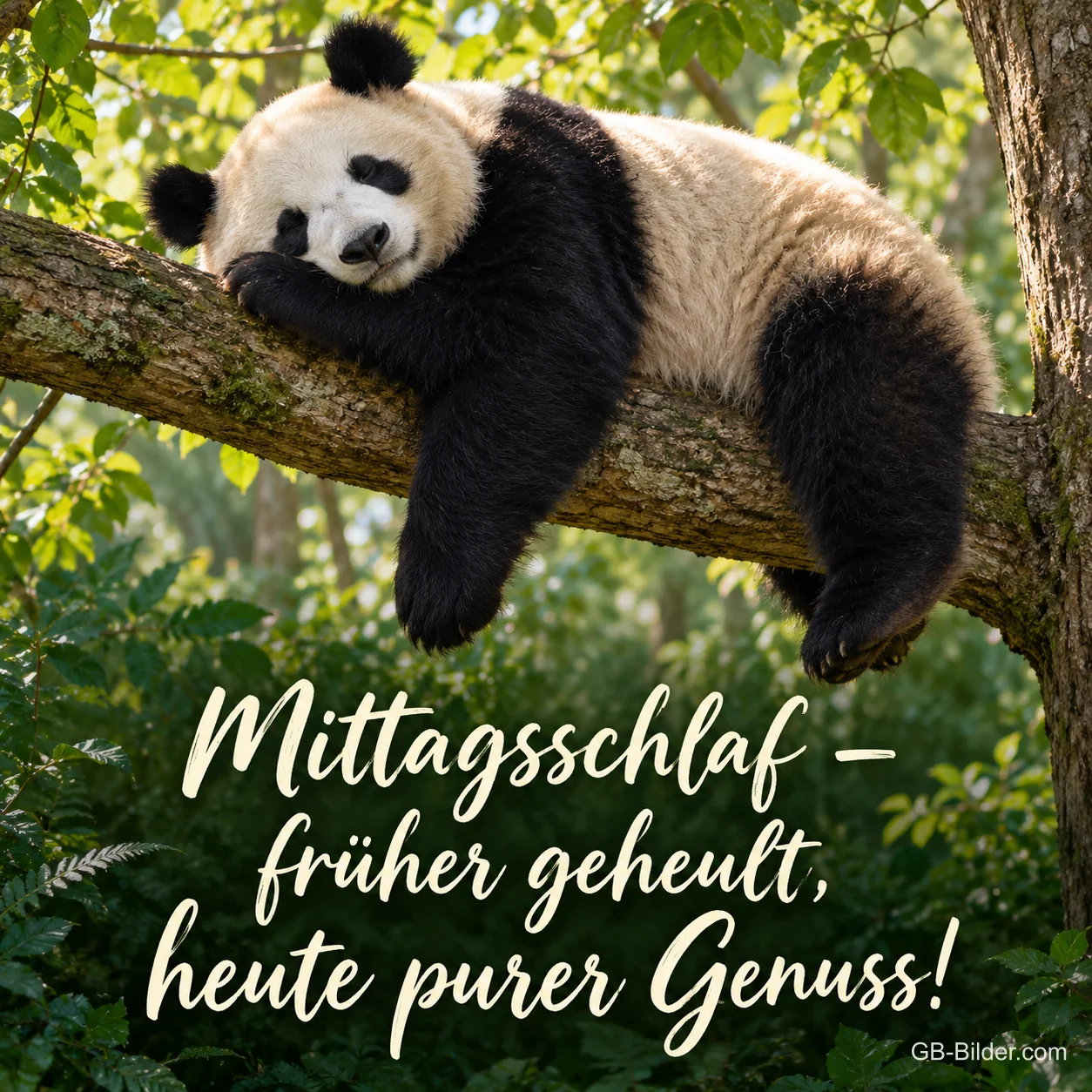 Schlafender Panda auf einem Ast, lustiger Text: Mittagsschlaf – früher geheult, heute purer Genuss! Schlafender Panda auf einem Ast, lustiger Text: Mittagsschlaf – früher geheult, heute purer Genuss!