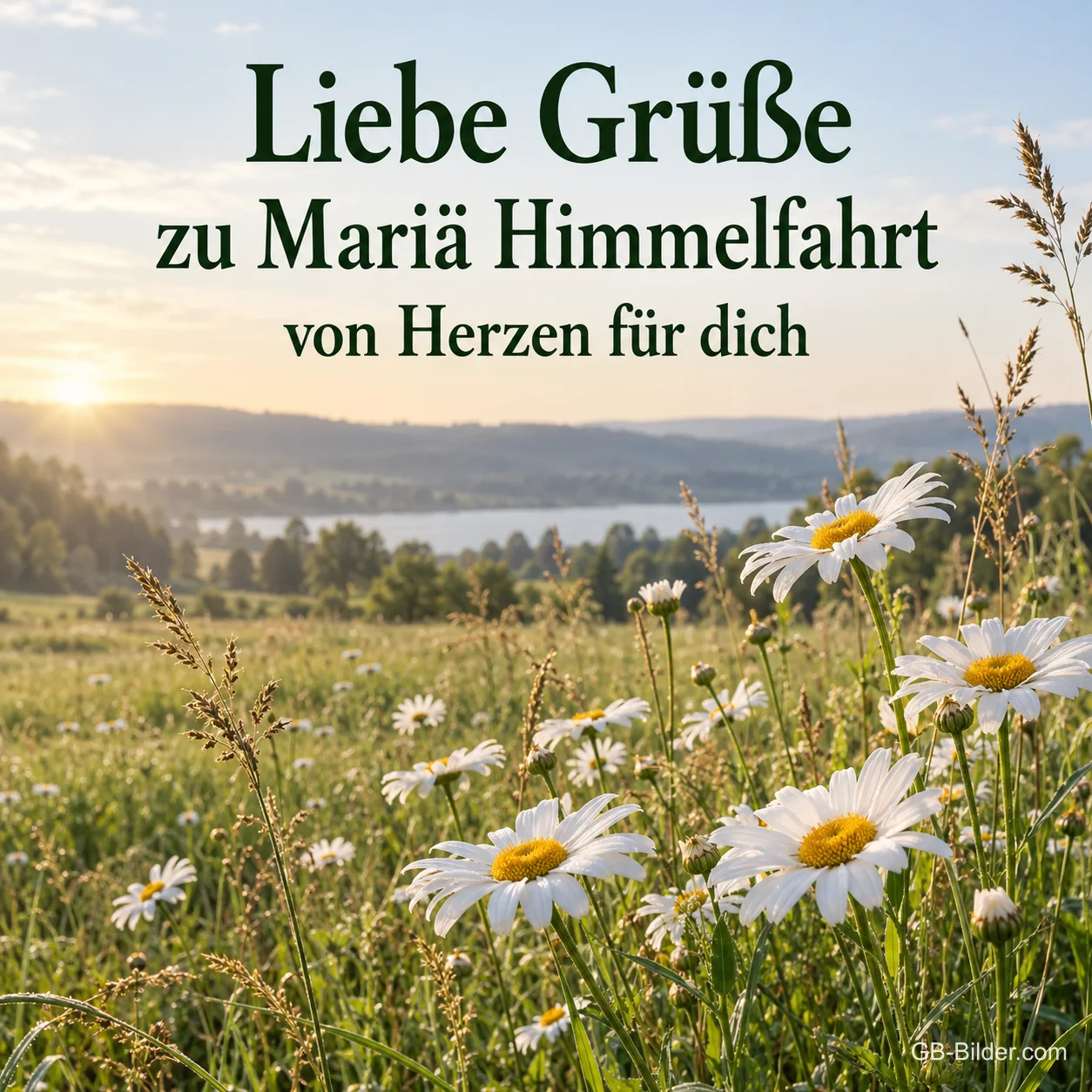 Margeritenwiese am See, Text: Liebe Grüße zu Mariä Himmelfahrt Margeritenwiese am See, Text: Liebe Grüße zu Mariä Himmelfahrt