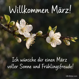 Weiße Kirschblüten, Text: Willkommen März!