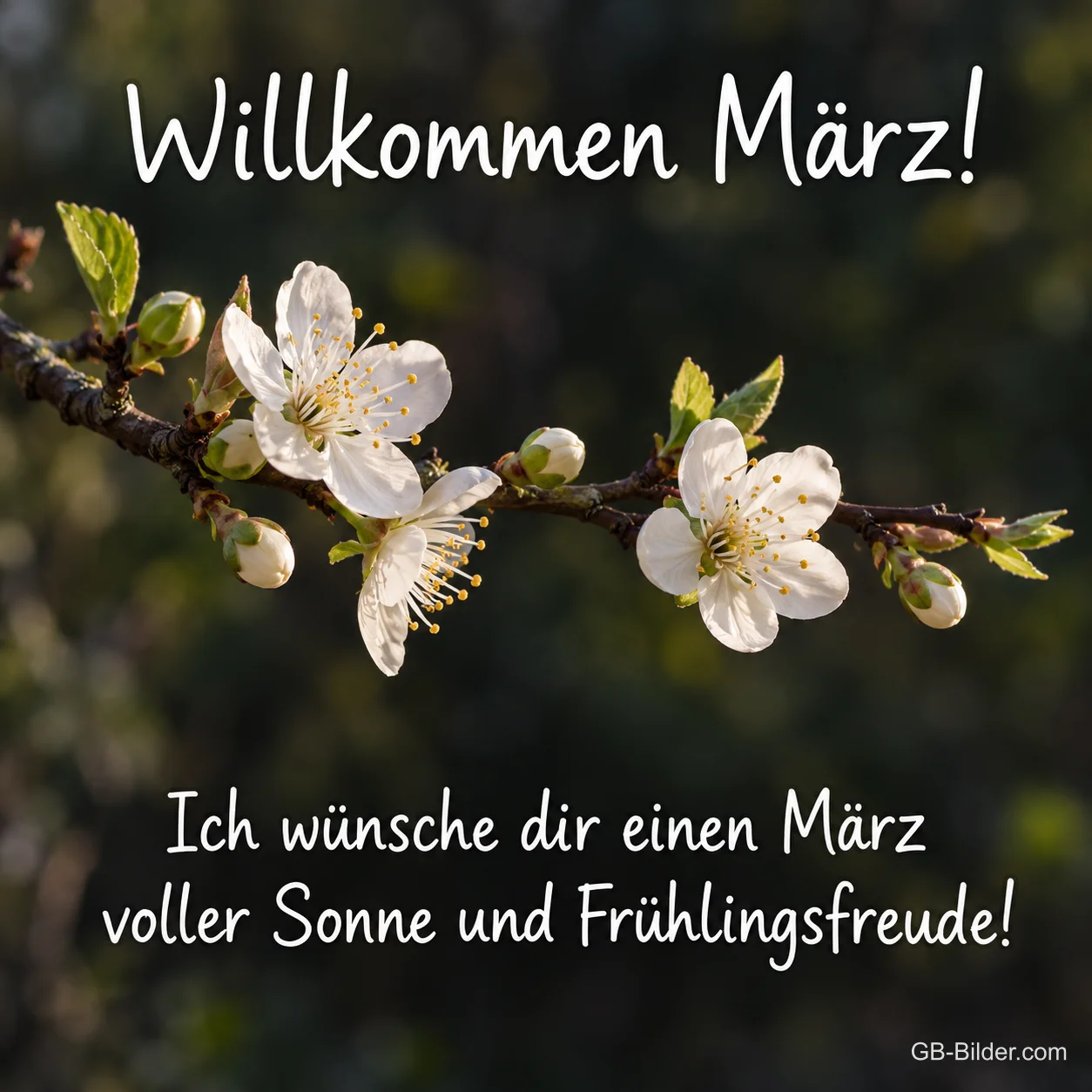 Weiße Kirschblüten, Text: Willkommen März! Weiße Kirschblüten, Text: Willkommen März!