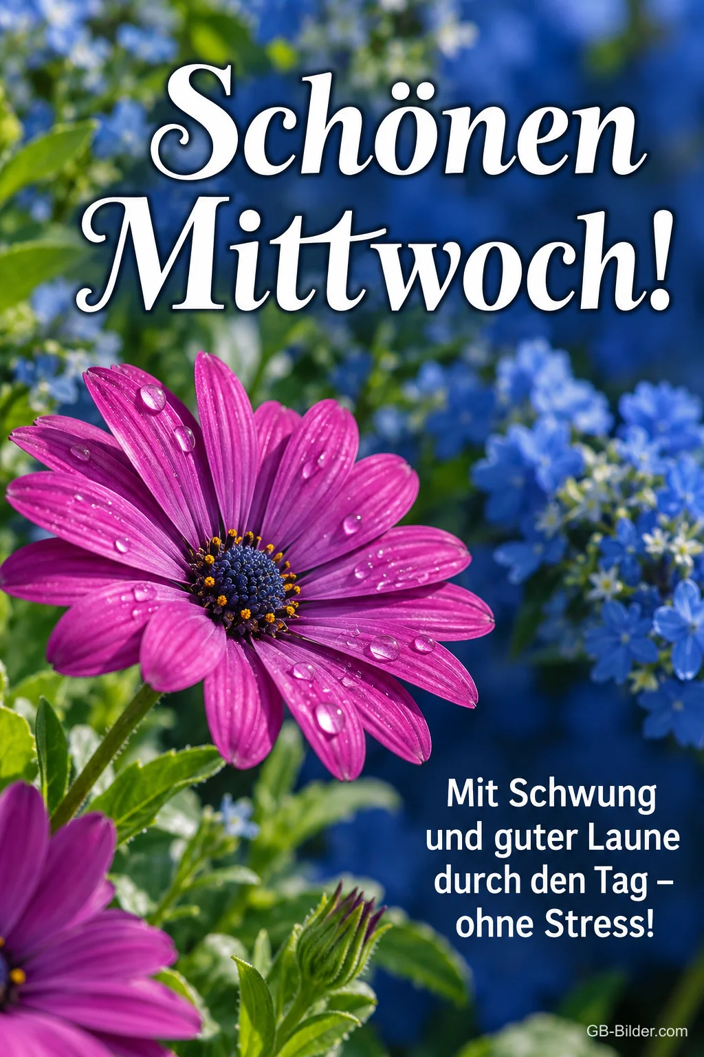 Pinke Kapkörbchenblüte vor blauen Blumen, Text: Schönen Mittwoch! – Mit Schwung und guter Laune durch den Tag – ohne Stress!