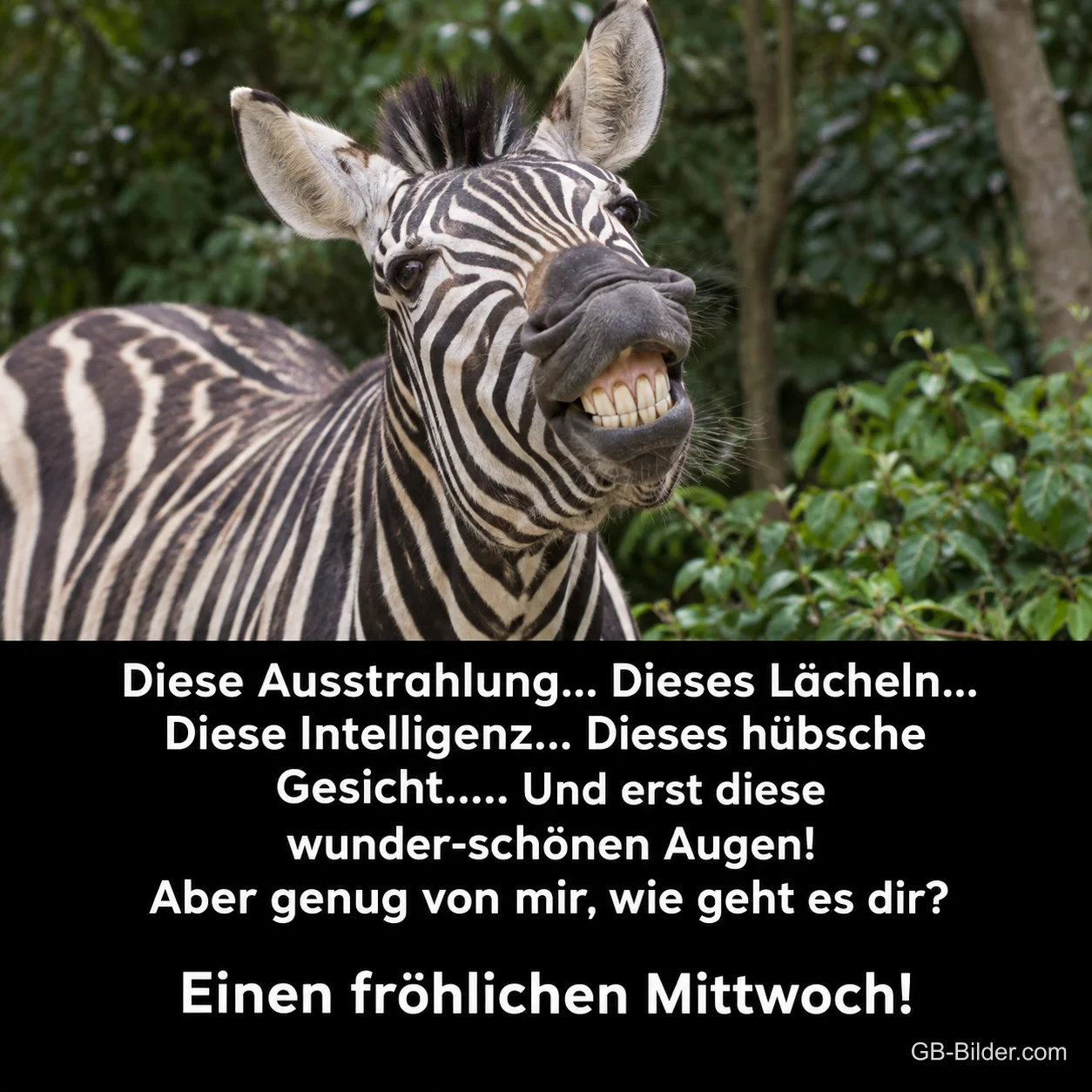 Zebra zeigt grinsend die Zähne, Text: Diese Ausstrahlung… Dieses Lächeln… Diese Intelligenz… Dieses hübsche Gesicht….. Und erst diese wunder-schönen Augen! Aber genug von mir, wie geht es dir? Einen fröhlichen Mittwoch!