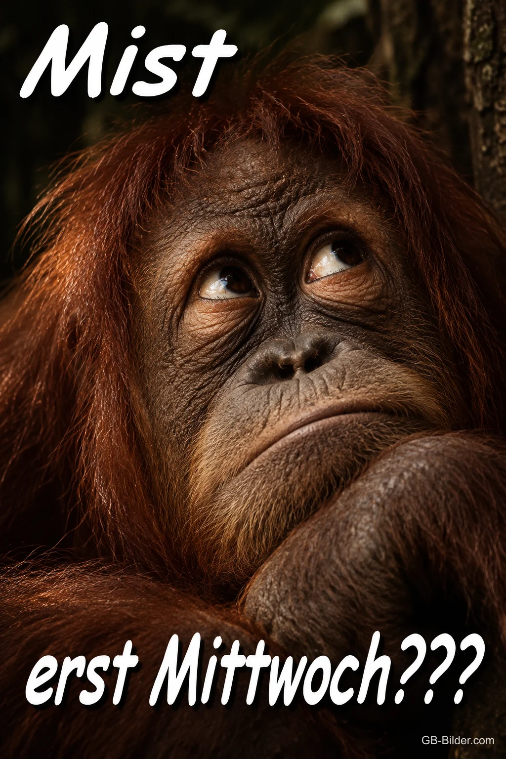 Nachdenklicher Orang-Utan, Text: Mist erst Mittwoch