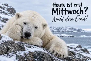 Eisbär hält sich die Pfote vor das Gesicht, Text: Heute ist erst Mittwoch? – Nicht dein Ernst!