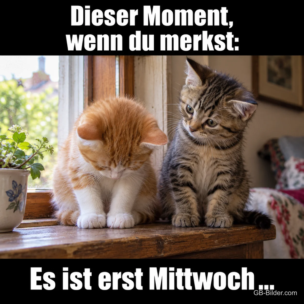 Zwei Kätzchen sitzen enttäuscht auf der Fensterbank, Text: Dieser Moment, wenn du merkst: – Es ist erst Mittwoch … Zwei Kätzchen sitzen enttäuscht auf der Fensterbank, Text: Dieser Moment, wenn du merkst: – Es ist erst Mittwoch …