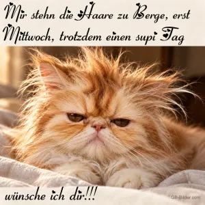 Zerzauste Perserkatze, Text: Mir stehn die Haare zu Berge, erst Mittwoch, trotzdem einen supi Tag