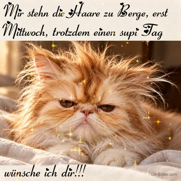 Zerzauste Perserkatze, Text: Mir stehn die Haare zu Berge, erst Mittwoch, trotzdem einen supi Tag