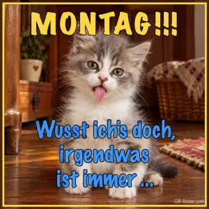 Kätzchen mit Zunge, lustiger Text, Text: MONTAG