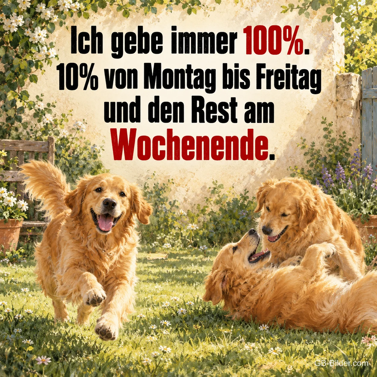 Tobende Hunde, lustiger Spruch, Text: Ich gebe immer 100% Tobende Hunde, lustiger Spruch, Text: Ich gebe immer 100%