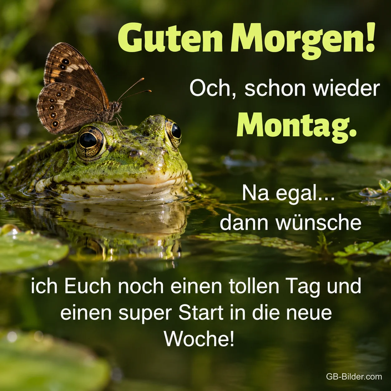 Frosch im Teich mit einem Schmetterling auf dem Kopf, Text: Guten Morgen! Och, schon wieder Montag. Na egal… dann wünsche ich Euch noch einen tollen Tag und einen super Start in die neue Woche!