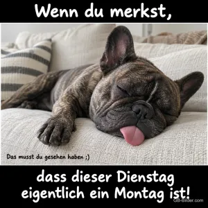 Französische Bulldogge schläft mit Zunge auf dem Sofa, Text: Wenn du merkst, dass dieser Dienstag eigentlich ein Montag ist! Das musst du gesehen haben ;)