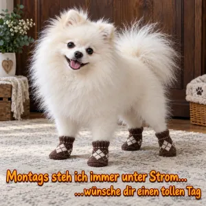 Weißer Zwergspitz mit Socken, Text: Montags steh ich immer unter Strom, wünsche dir einen tollen Tag