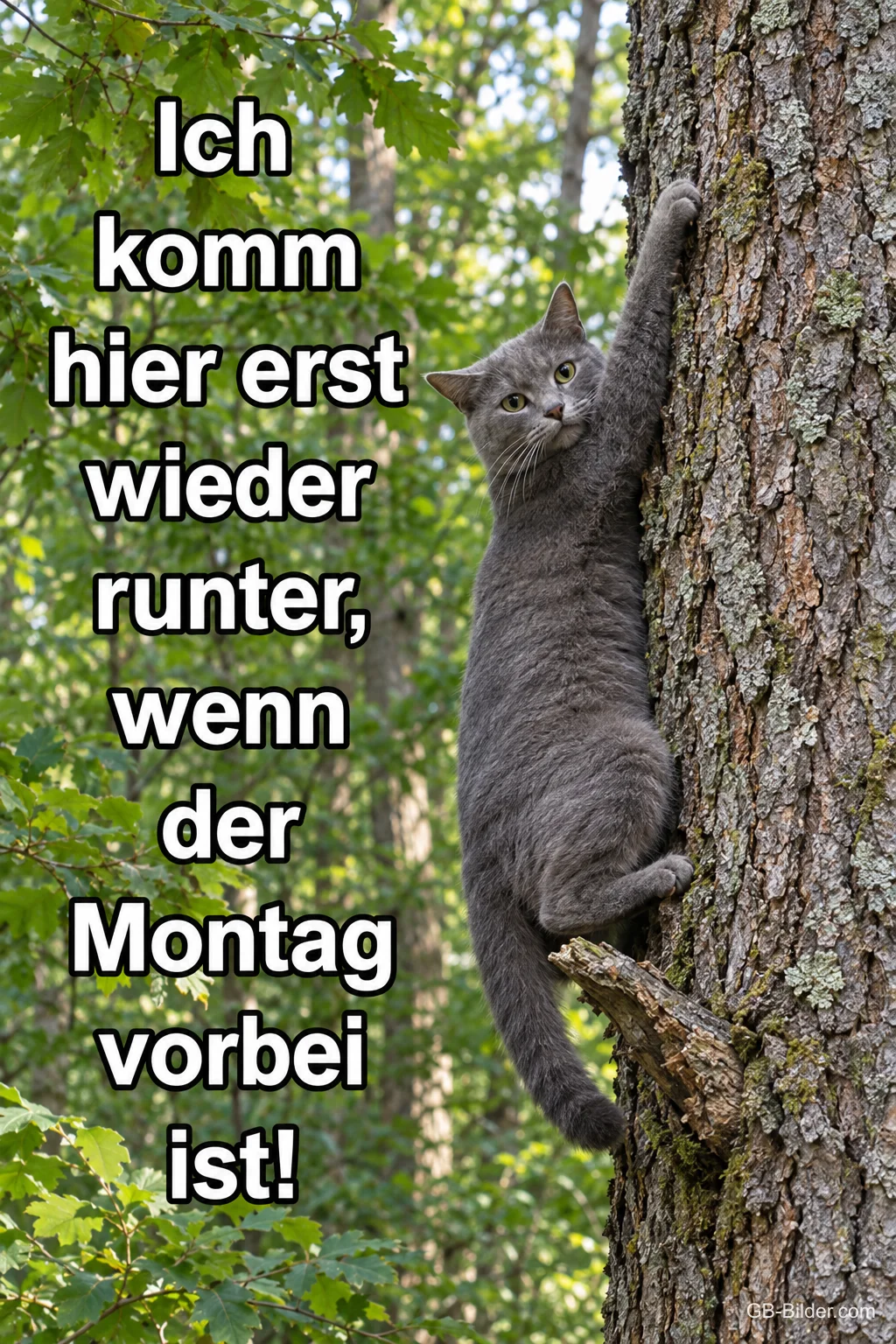 Graue Katze am Baumstamm, Text: Ich komm hier erst wieder runter, wenn der Montag vorbei ist!