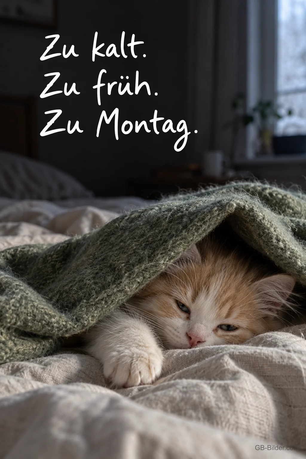 Kätzchen schaut unter einer Decke hervor, Text: Zu kalt. Zu früh. Zu Montag.