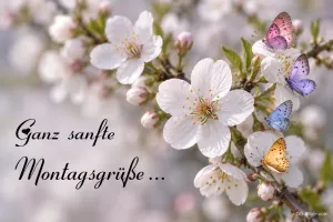 Weiße Kirschblüten mit bunten Schmetterlingen, Text: Ganz sanfte Montagsgrüße …
