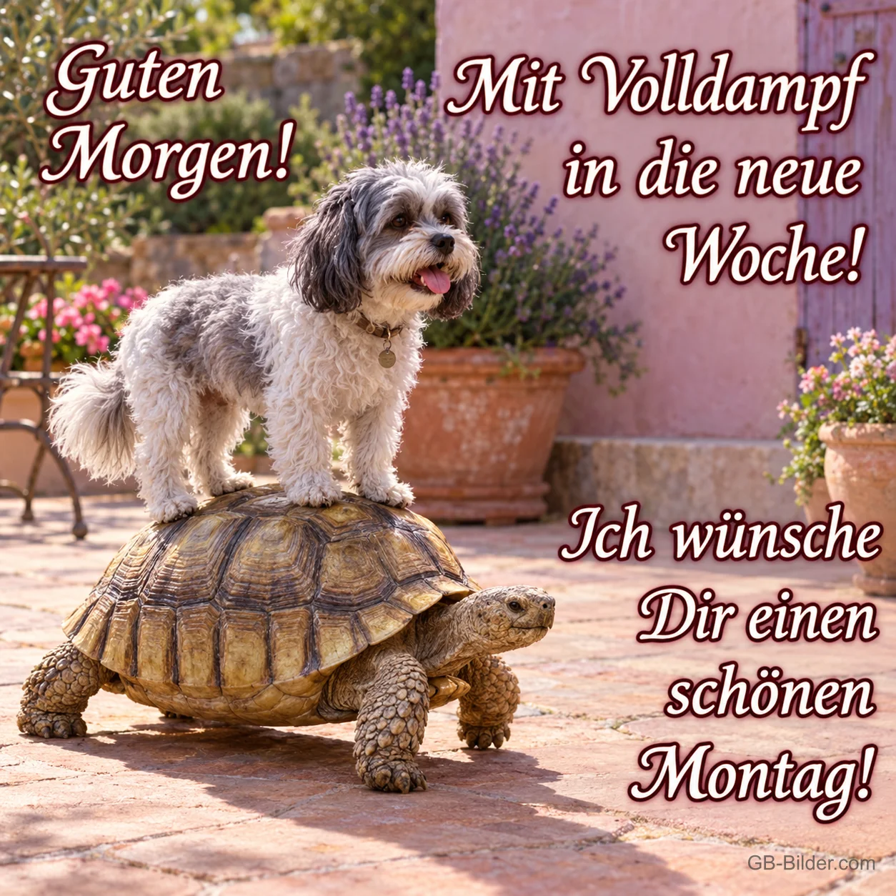 Hund auf der Schildkröte, Text: Guten Morgen