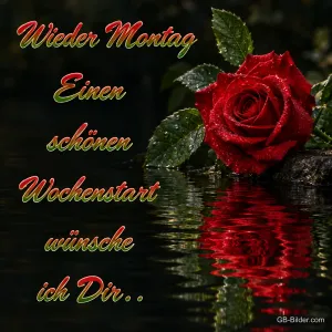 Rote Rose spiegelt sich im Wasser, Text: Wieder Montag – Einen schönen Wochenstart wünsche ich Dir