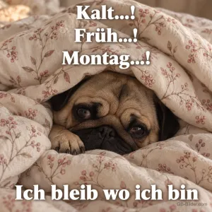 Mops unter der Bettdecke, Text: Kalt