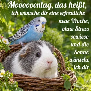 Wellensittich auf Meerschweinchen, Text: Mooooontag, das heißt, ich wünsche dir eine erfreuliche neue Woche, oh