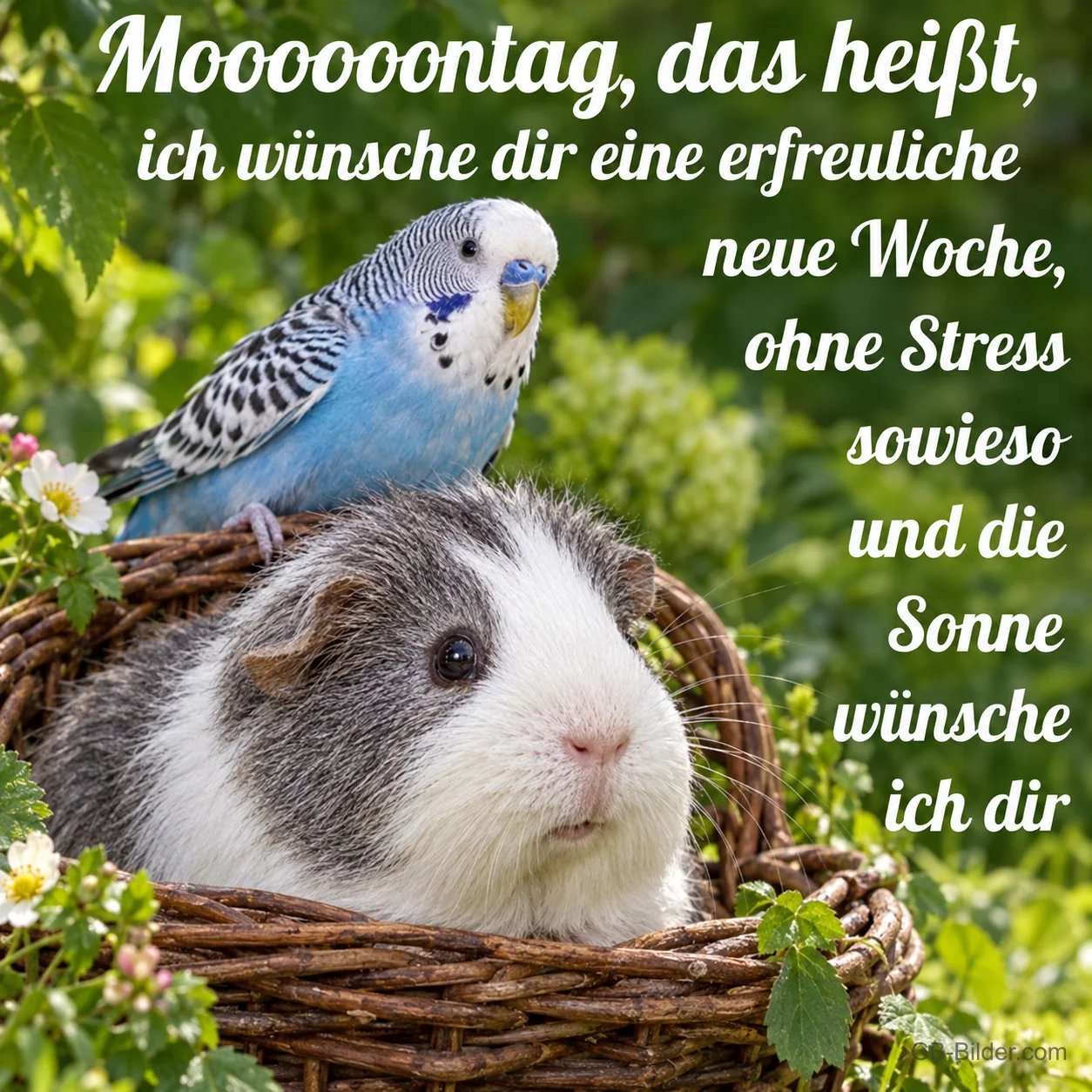 Wellensittich auf Meerschweinchen, Text: Mooooontag, das heißt, ich wünsche dir eine erfreuliche neue Woche, oh