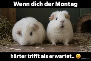 Erschrockene Meerschweinchen, Text: Wenn dich der Montag härter trifft als erwartet