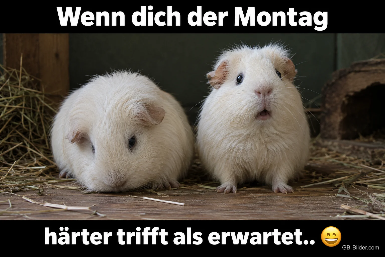 Erschrockene Meerschweinchen, Text: Wenn dich der Montag härter trifft als erwartet