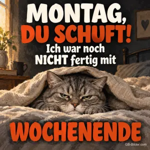 Grimmige Katze schaut unter einer Decke hervor, Text: MONTAG, DU SCHUFT! Ich war noch NICHT fertig mit WOCHENENDE