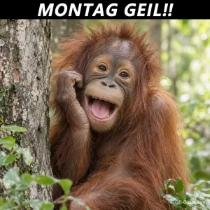 Junger Orang-Utan lacht und hält sich die Wange, Text: MONTAG GEIL!!