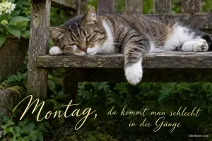 Müde getigerte Katze liegt auf einer Gartenbank, Text: Montag, da kommt man schlecht in die Gänge