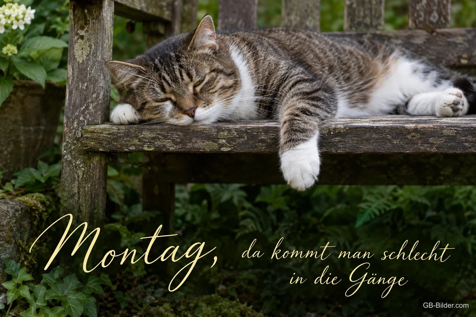 Müde getigerte Katze liegt auf einer Gartenbank, Text: Montag, da kommt man schlecht in die Gänge