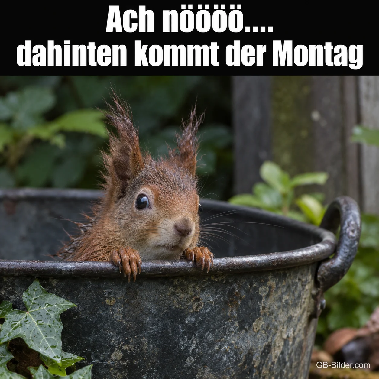 Eichhörnchen schaut erschrocken aus einem alten Eimer, Text: Ach nöööö…. dahinten kommt der Montag
