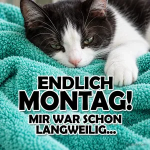 Schwarz-weiße Katze liegt mürrisch auf einem türkisen Handtuch, Text: ENDLICH MONTAG! MIR WAR SCHON LANGWEILIG…